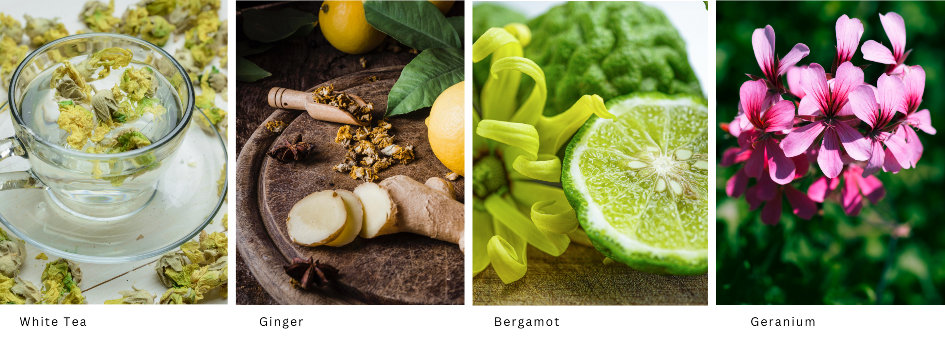 Images of the olfactory notes of amazimg time reed diffuser white tea, ginger, bergamot, and geranium from two2guys